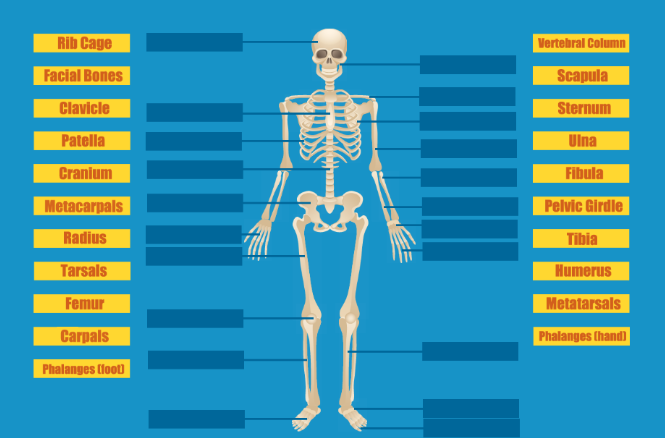 Label or assemble the Skeleton Activity | Educational Resource